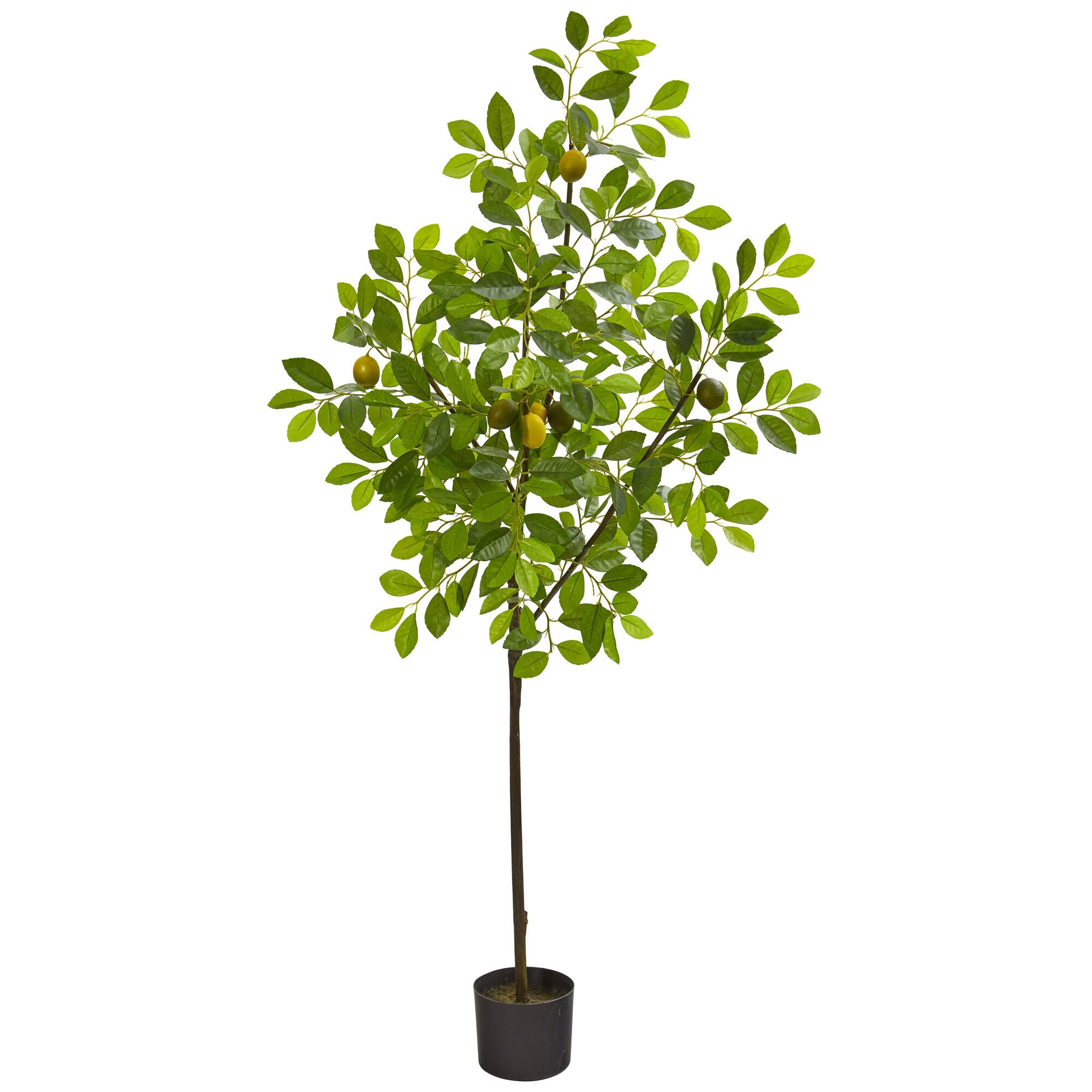 5ft. Potted Lemon Tree